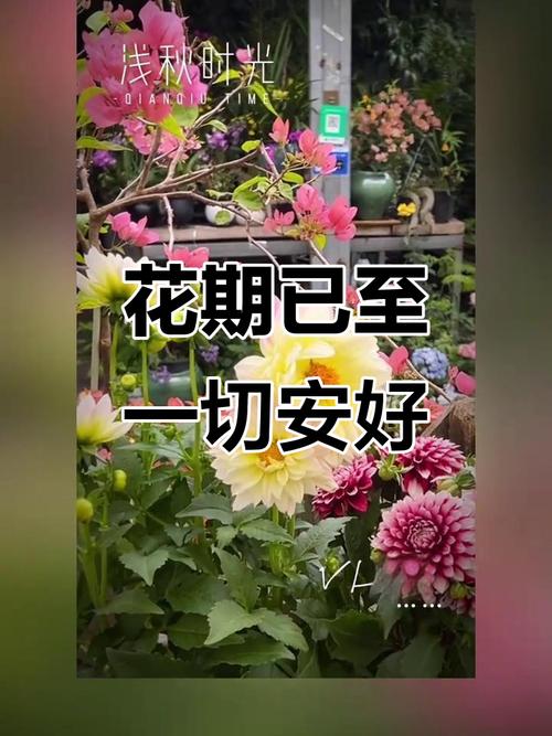 安好如初 第1张 安好如初 第1张