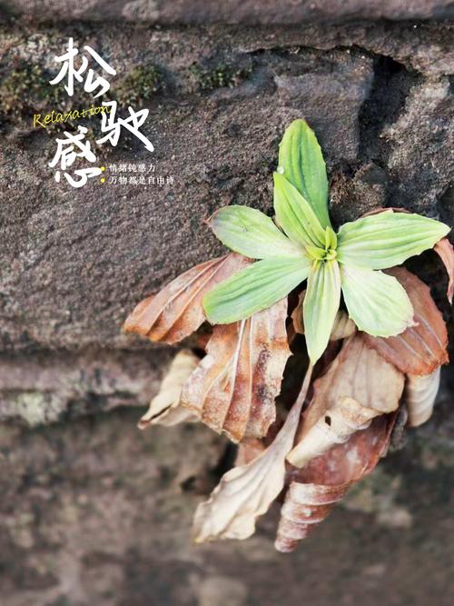 生命只是一团泥 第1张 生命只是一团泥 第1张