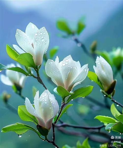 又见玉兰花开 第1张 又见玉兰花开 第1张
