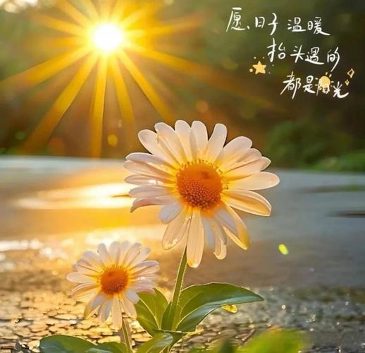送你一束阳光 第1张 送你一束阳光 第1张
