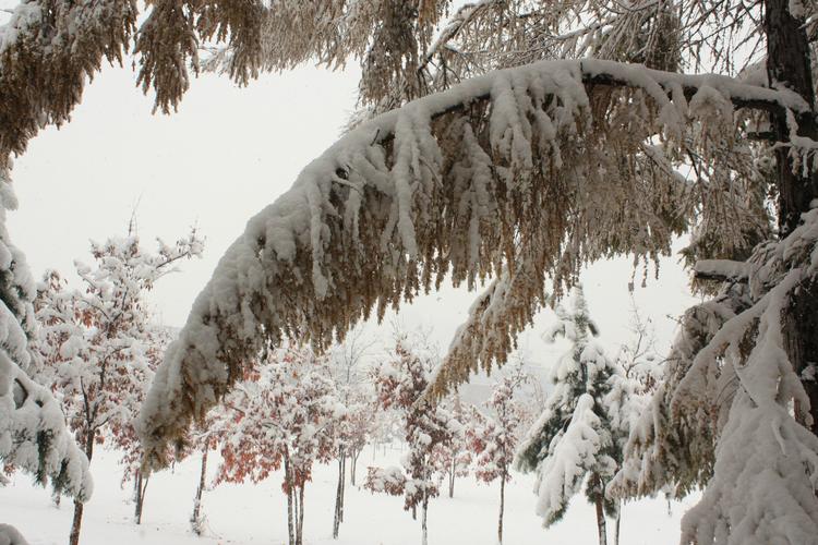 北方风雪 第1张 北方风雪 第1张