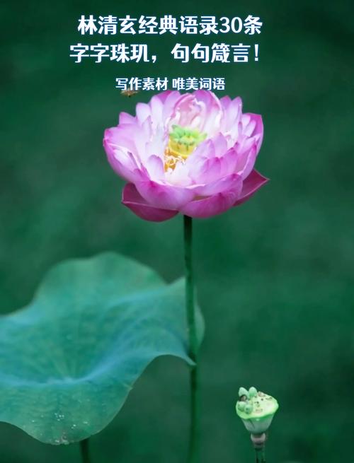 林清玄经典语录,林清玄经典语录精选 第1张 林清玄经典语录,林清玄经典语录精选 第1张