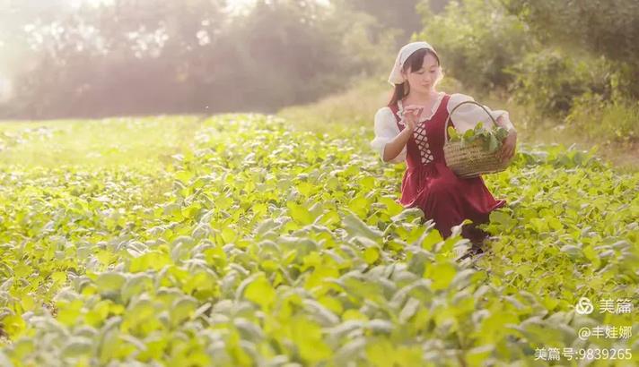 稻花醉人香  第1张