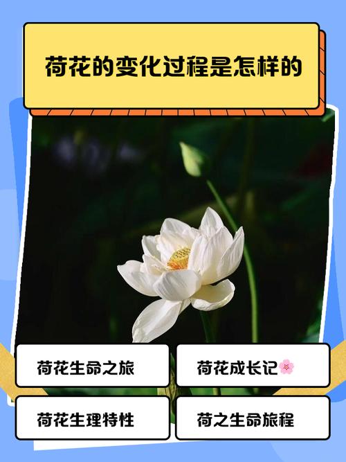 一朵莲开的时间 第1张 一朵莲开的时间 第1张