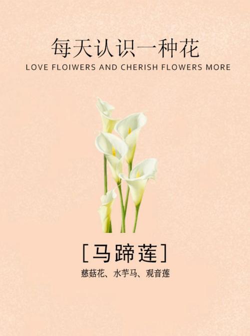 魅力不是一种美丽 第1张 魅力不是一种美丽 第1张