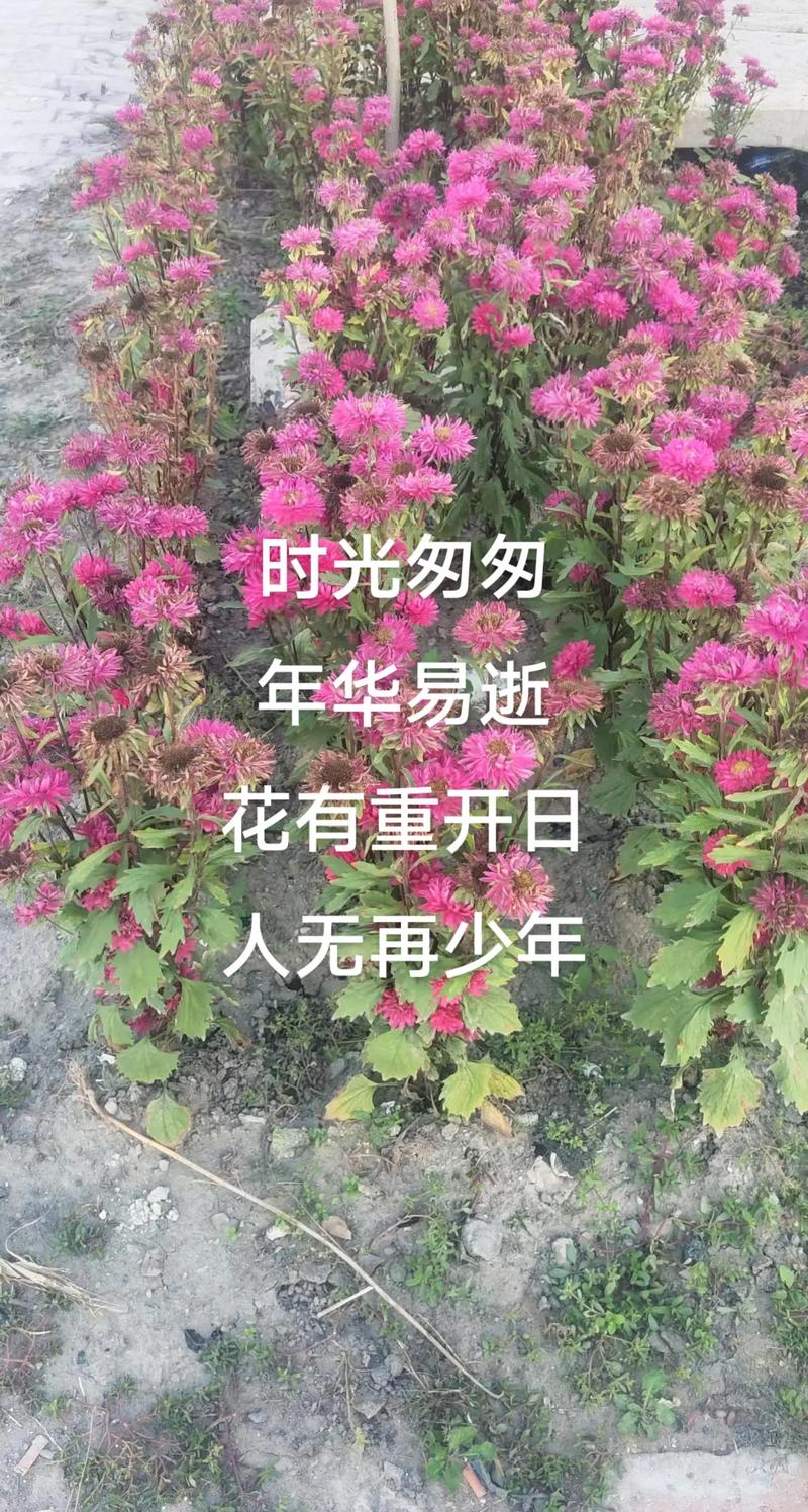 愿你有青春可怀念，且执烟火向星辰，如果事与愿违，一定另有安排  第1张