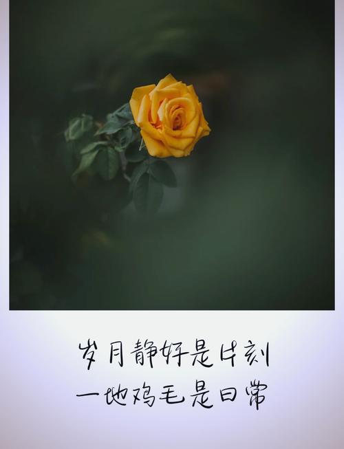 愿岁月温柔,无声无息 第1张 愿岁月温柔,无声无息 第1张