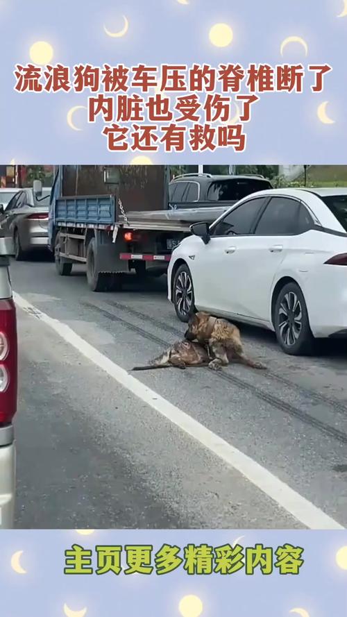 高校碾压流浪狗引发的深思 第1张 高校碾压流浪狗引发的深思 第1张