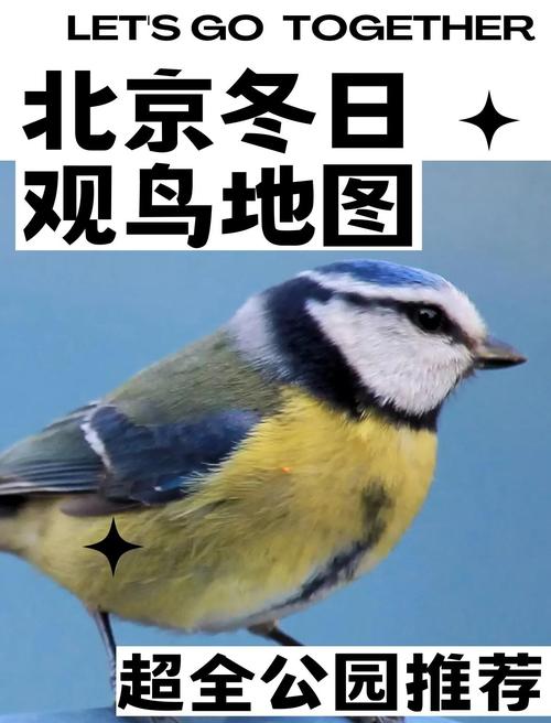 雪松上，那筑巢的鸟  第1张