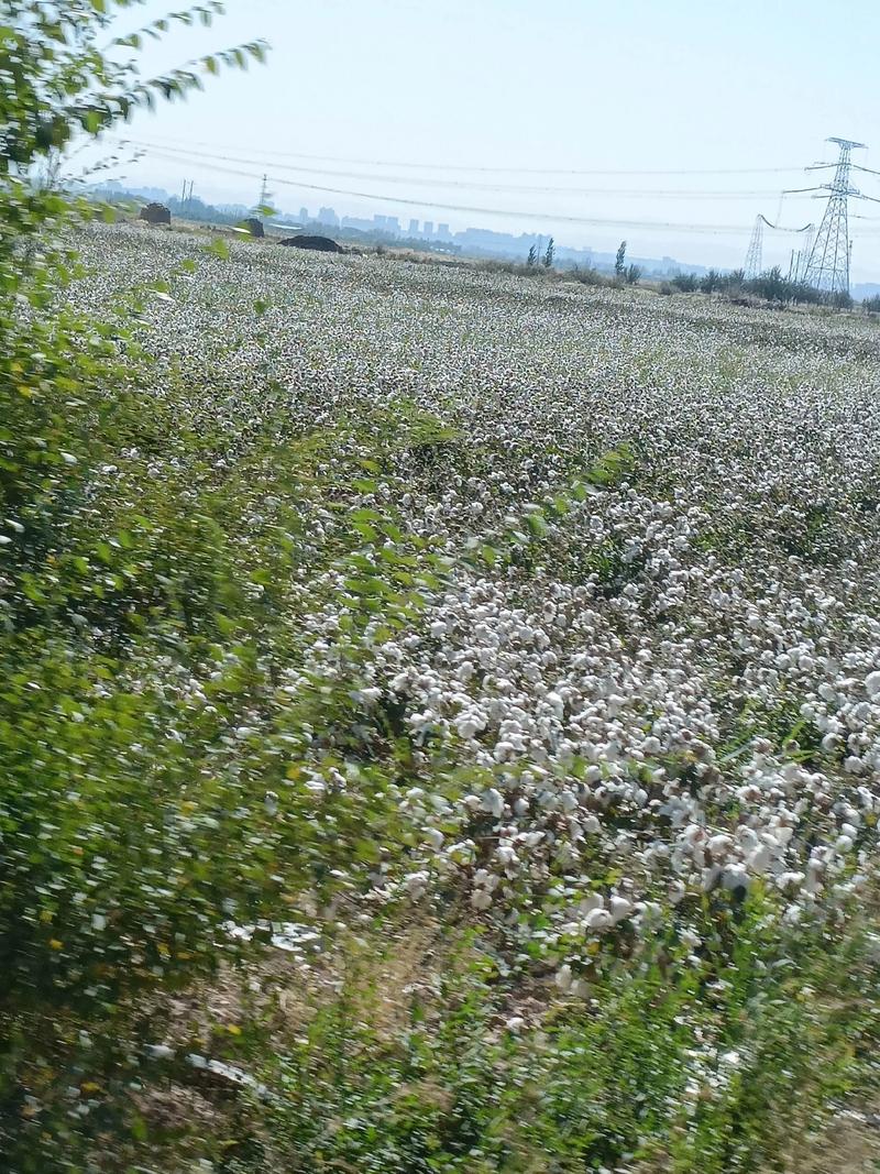 棉花白 第1张 棉花白 第1张