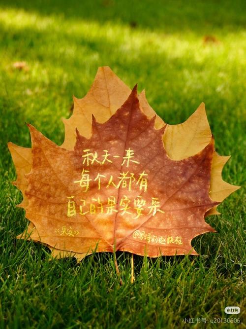 叶落头上,秋在心上 第1张 叶落头上,秋在心上 第1张