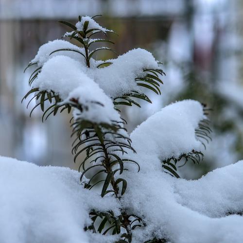 初雪 第1张 初雪 第1张