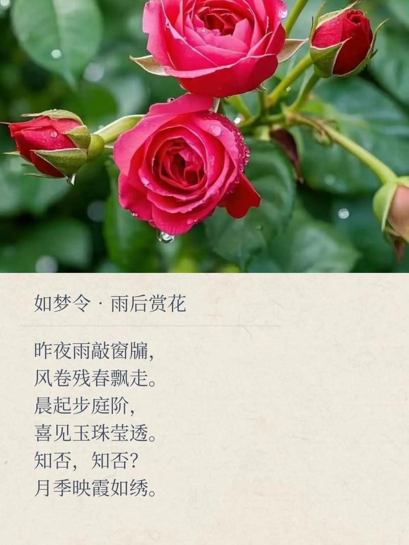 花飘零，香如故  第1张