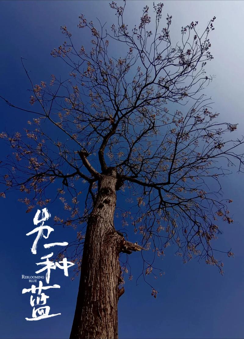 我有一树菩提 第1张 我有一树菩提 第1张
