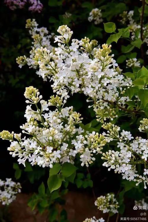 丁香花开 第1张 丁香花开 第1张