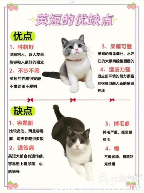 养过“英短”的主人都说好！全凭这几大优点  第1张