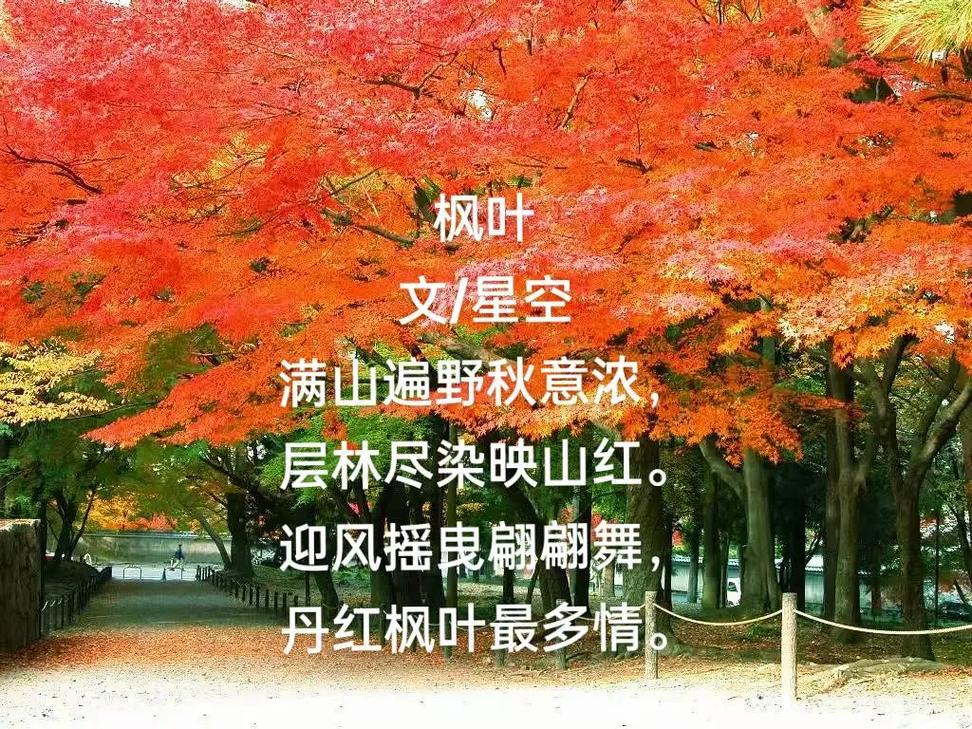 原创｜枫叶秋水伊人，挚情岁月  第1张