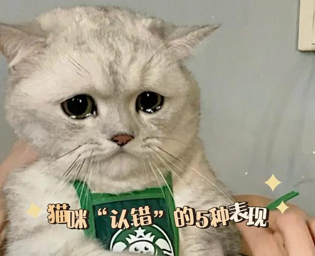 猫咪哭了,怎么向猫咪道歉 第1张 猫咪哭了,怎么向猫咪道歉 第1张