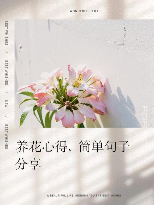 养花感悟—感恩 第1张 养花感悟—感恩 第1张