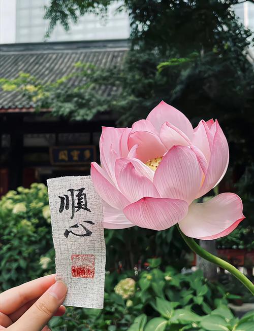 素心如水,寂静相安,以莲的姿态恬淡,盈生活一抹微笑 第1张 素心如水,寂静相安,以莲的姿态恬淡,盈生活一抹微笑 第1张