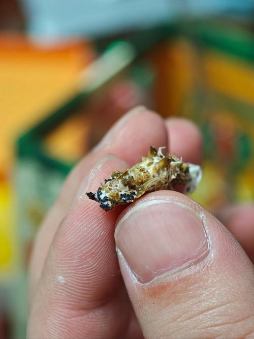 蝴蝶.孩子.老照片 第1张 蝴蝶.孩子.老照片 第1张