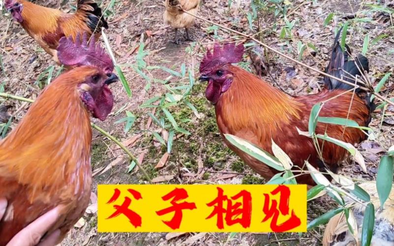 公鸡父子 第1张 公鸡父子 第1张