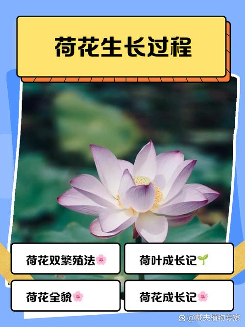 我们的祖先种荷花,最初的目的是“吃” 第1张 我们的祖先种荷花,最初的目的是“吃” 第1张