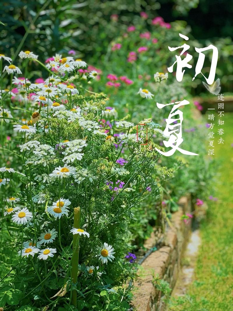 青未了|夏的味道 第1张 青未了|夏的味道 第1张