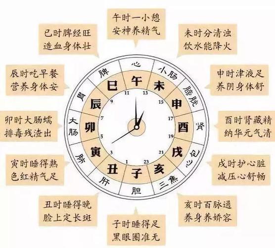 人体24小时时间表 第1张 人体24小时时间表 第1张