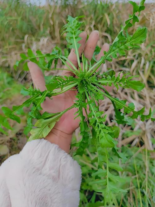 春天的野菜,吃的是鲜味,品的是闲趣 第1张 春天的野菜,吃的是鲜味,品的是闲趣 第1张