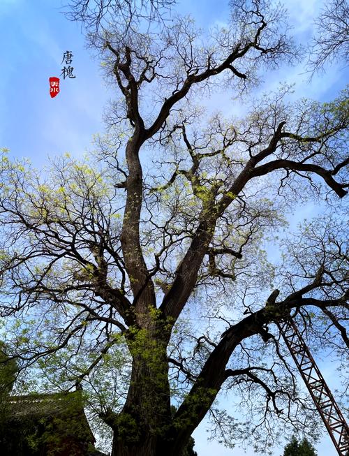 天水树  第1张