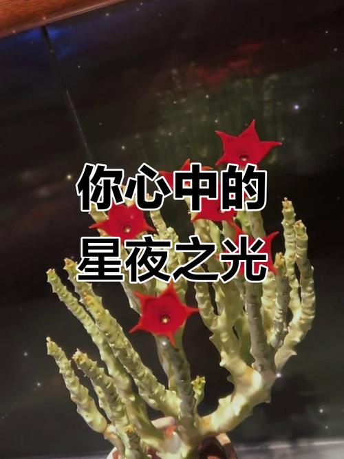夜空下的心声  第1张