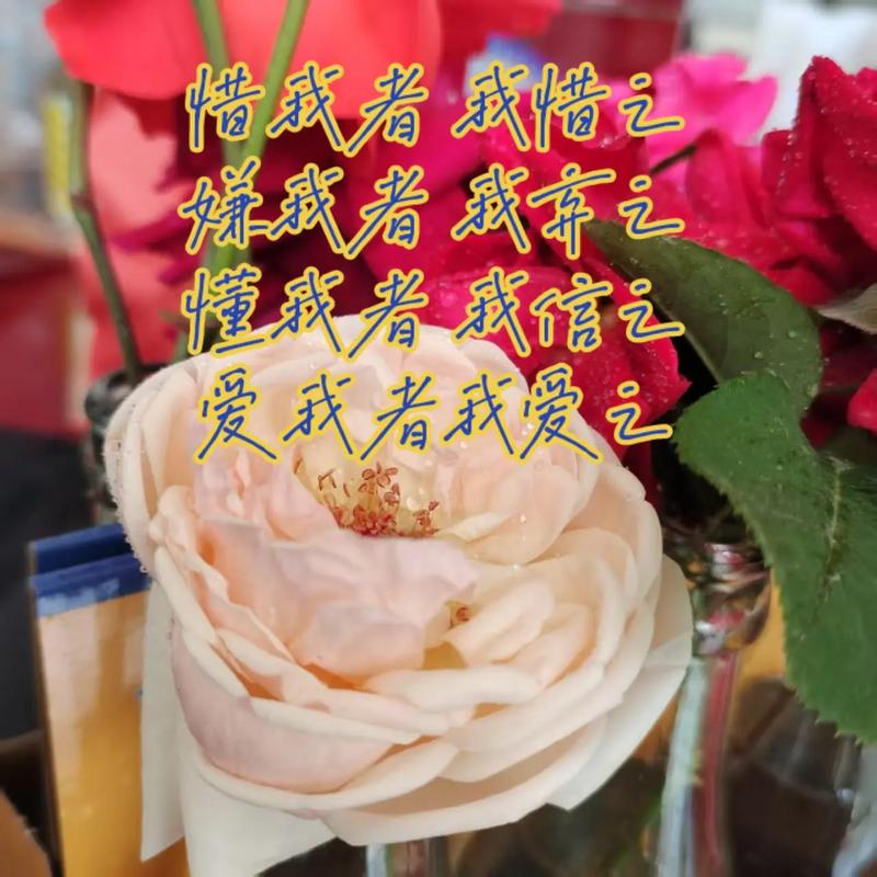我爱你，用我的良心  第1张