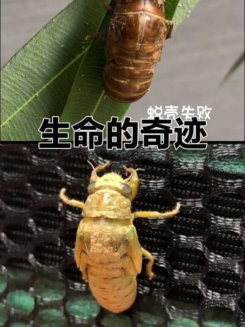 蜕变的过程 第1张 蜕变的过程 第1张