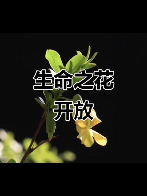 绽放的生命,活跃而如此充满激情 第1张 绽放的生命,活跃而如此充满激情 第1张
