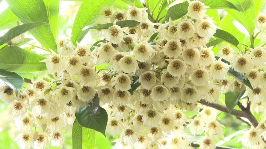 纤丝倒挂满枝条——长芒杜英 第1张 纤丝倒挂满枝条——长芒杜英 第1张