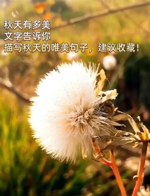 描写秋天的优美段落摘抄 第1张 描写秋天的优美段落摘抄 第1张