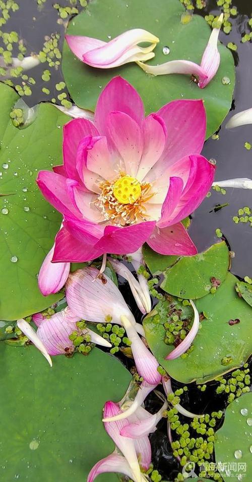 青岛大胡子老头20年与莲为伴 他拍的荷花大片仙气飘飘 第1张 青岛大胡子老头20年与莲为伴 他拍的荷花大片仙气飘飘 第1张