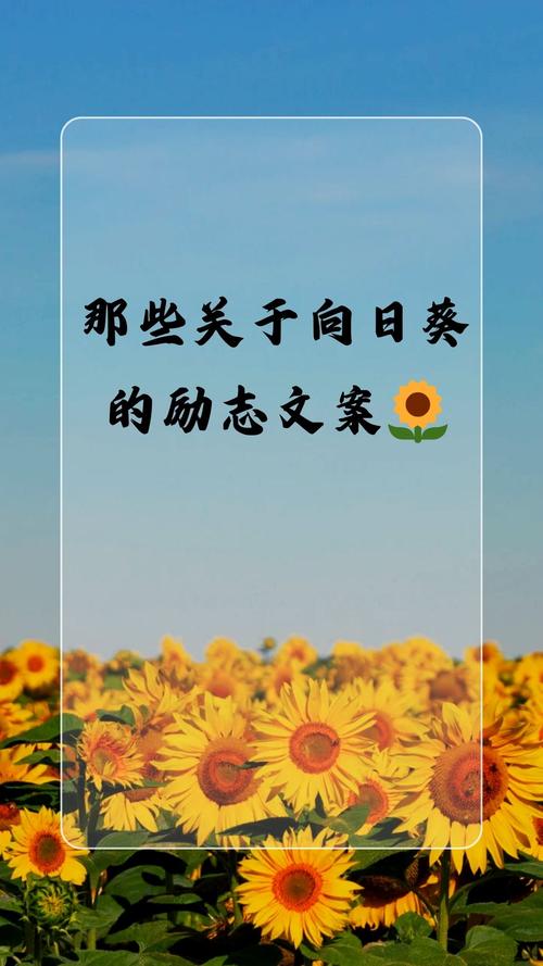 向阳而生的阳光积极文案 第1张 向阳而生的阳光积极文案 第1张