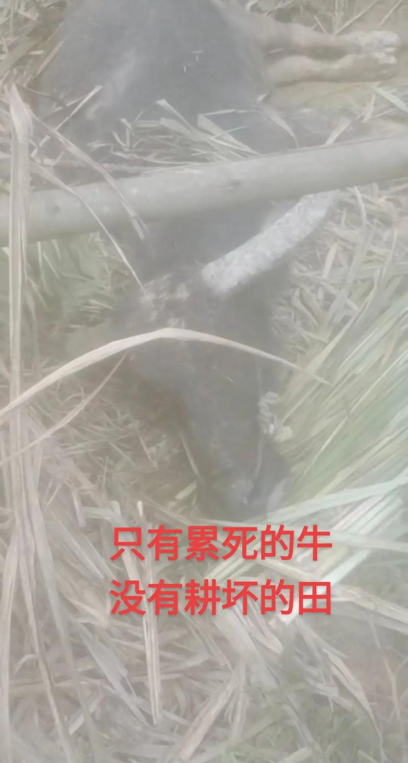 俗语“只有累死的牛,没有耕坏的田”,背后到底隐藏着什么意思? 第1张 俗语“只有累死的牛,没有耕坏的田”,背后到底隐藏着什么意思? 第1张