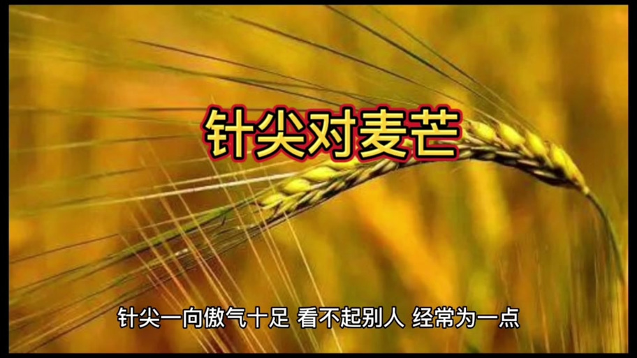 当针尖遇到麦芒  第1张