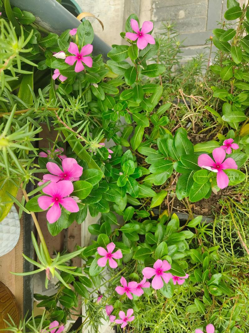 八月:流萤盛夏,素简从心,愿你的心如夏炙热,生活如夏花灿烂 第1张 八月:流萤盛夏,素简从心,愿你的心如夏炙热,生活如夏花灿烂 第1张