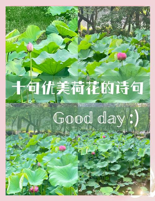 适合发朋友圈赞美荷花的唯美短句 第1张 适合发朋友圈赞美荷花的唯美短句 第1张