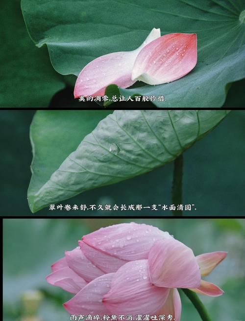 雨荷,惊艳了时光,是夏天最美的邂逅! 第1张 雨荷,惊艳了时光,是夏天最美的邂逅! 第1张
