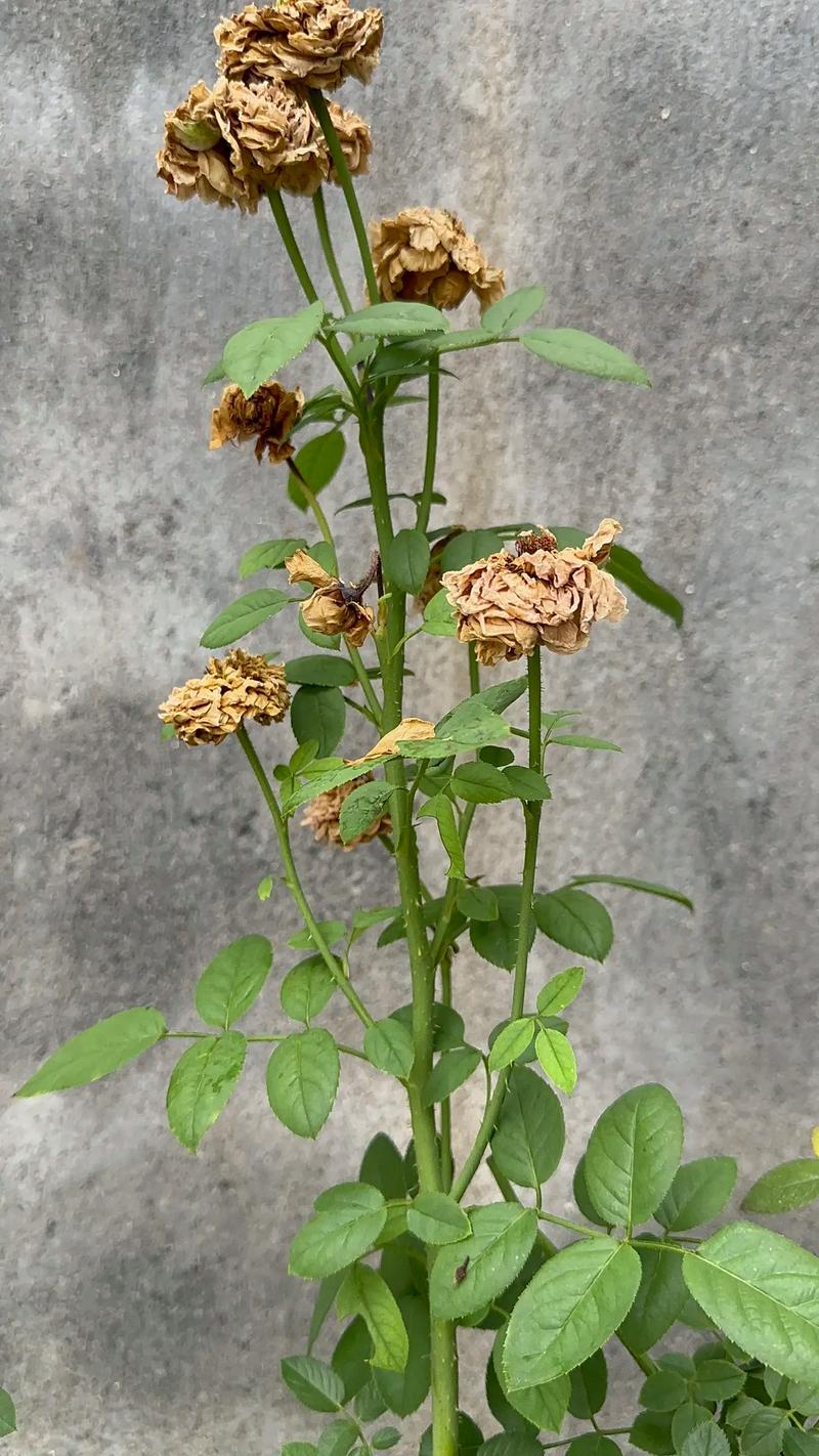 鲜花也终将枯萎 第1张 鲜花也终将枯萎 第1张