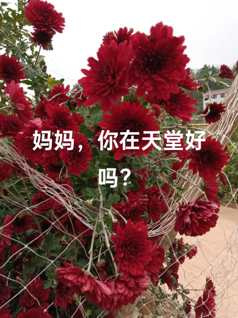 母亲,我想你 第1张 母亲,我想你 第1张