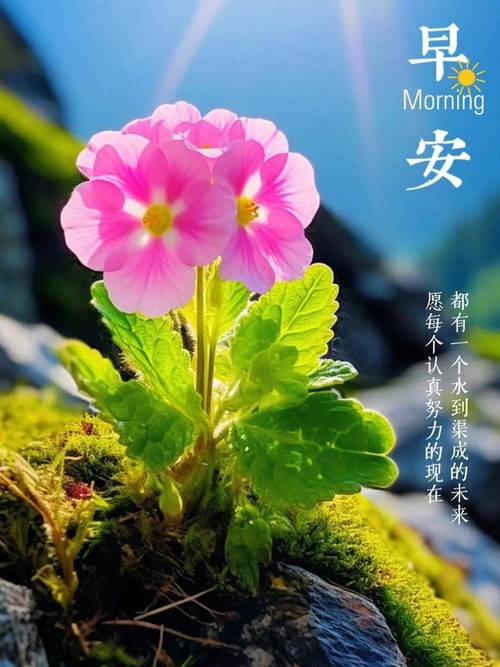早上好!女生阳光励志个性签名,字字如金,读一遍受益终身 第1张 早上好!女生阳光励志个性签名,字字如金,读一遍受益终身 第1张