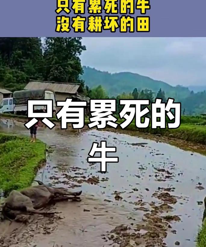 俗语“只有累死的牛,没有耕坏的田”啥意思?有道理吗? 第1张 俗语“只有累死的牛,没有耕坏的田”啥意思?有道理吗? 第1张