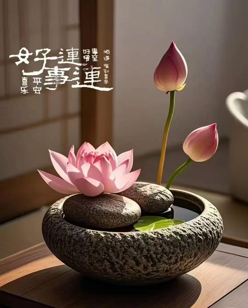 淡定如莲,开在盛夏 第1张 淡定如莲,开在盛夏 第1张