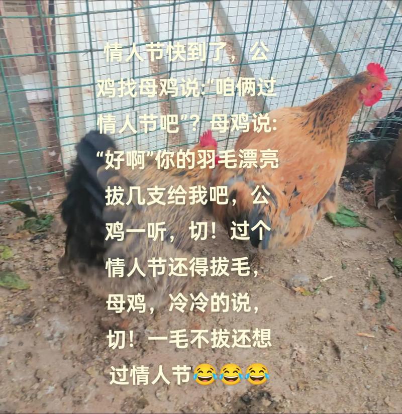 情人节搞笑段子和暖心表白情话 第1张 情人节搞笑段子和暖心表白情话 第1张